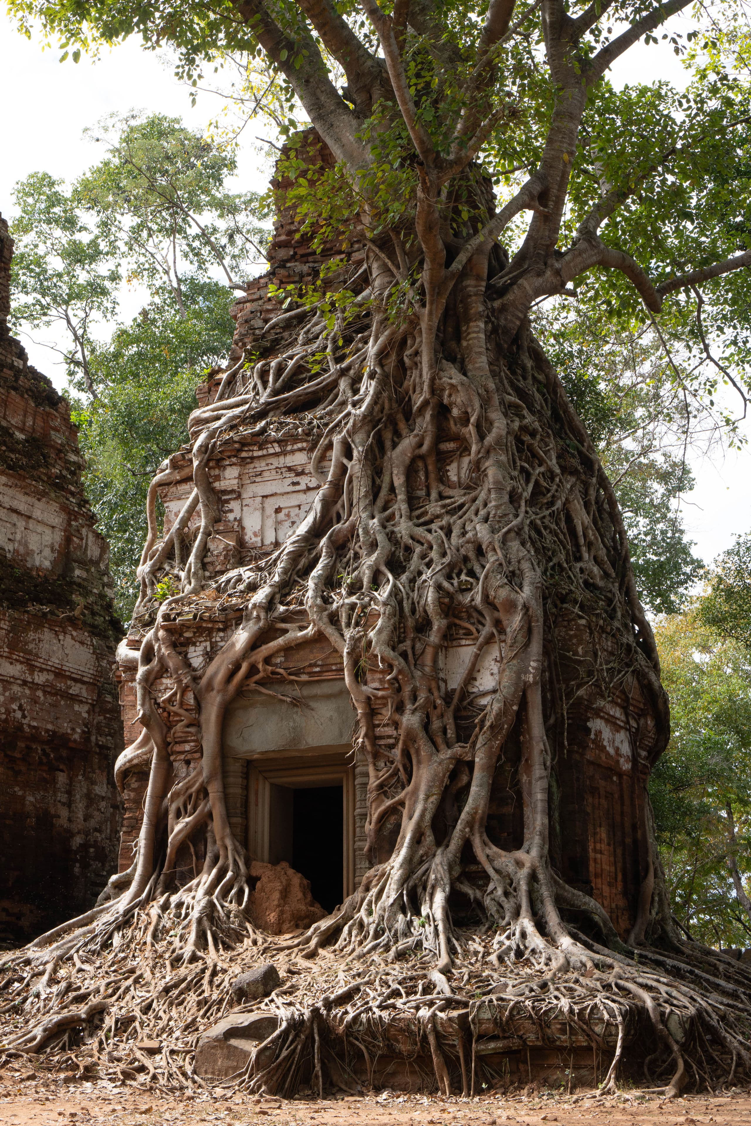 Vietnam and Cambodia — Temple of roots