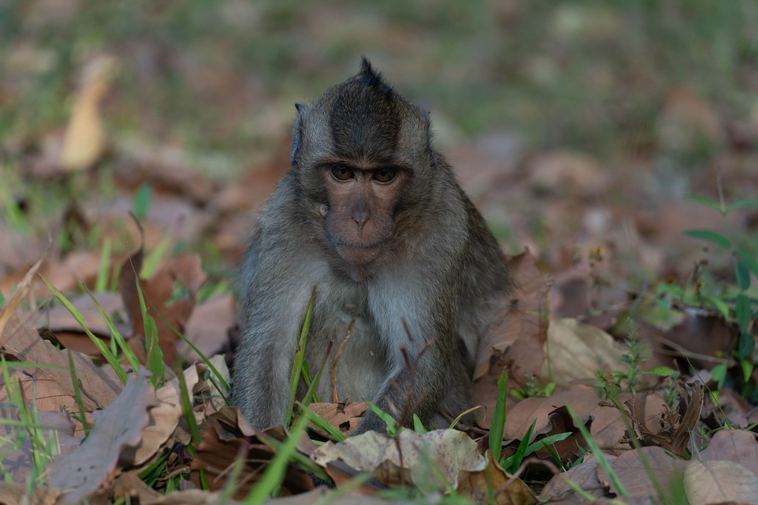 Vietnam and Cambodia — Monkey looking