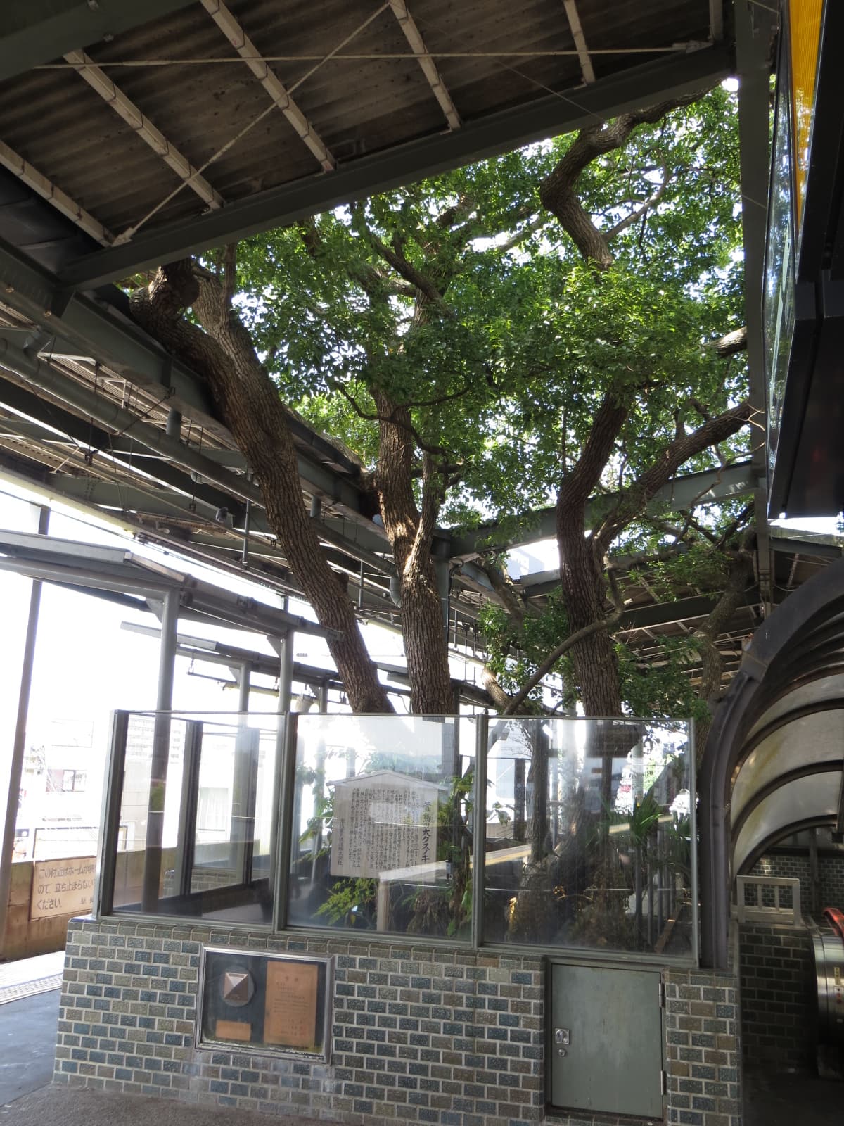 A huge camphor tree rising through the platform roof at Kayashima Station, enclosed by glass and brick.