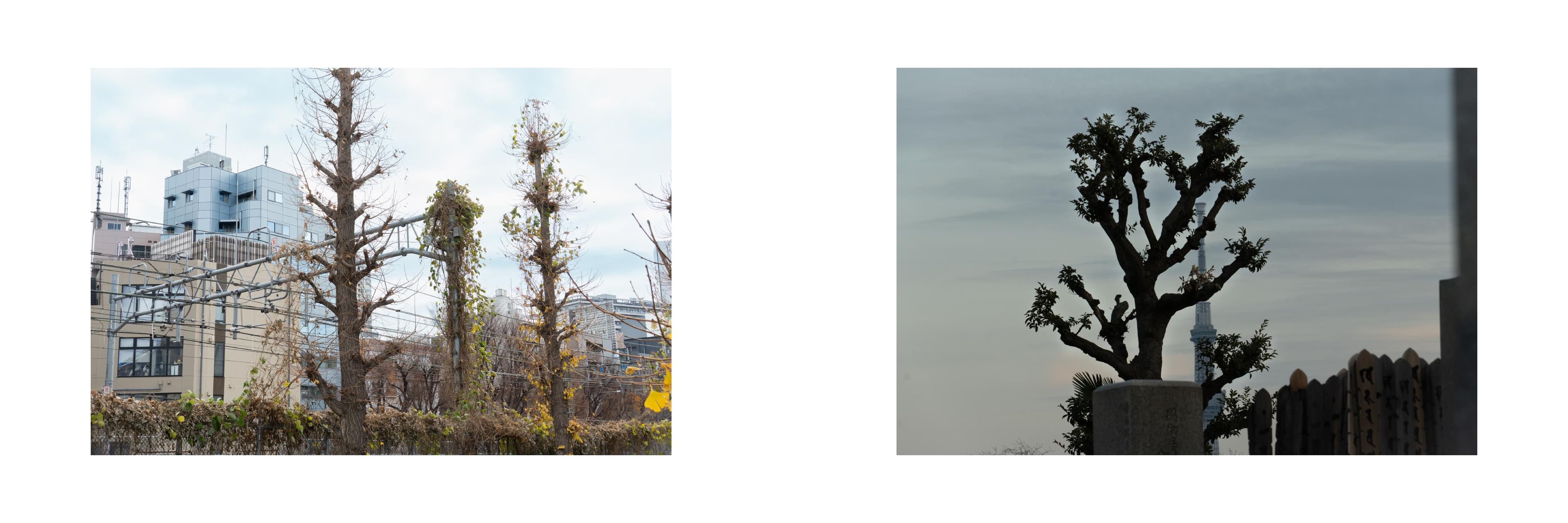 Working photographic spread from Composite Japan